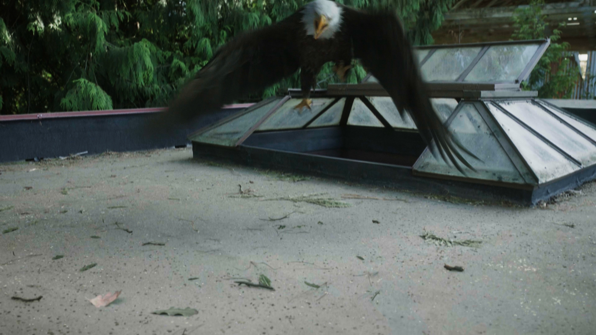 Still 2025 11 01 161911 1.6.1